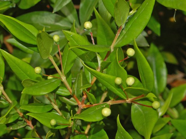 Myrtus communis / Mirto